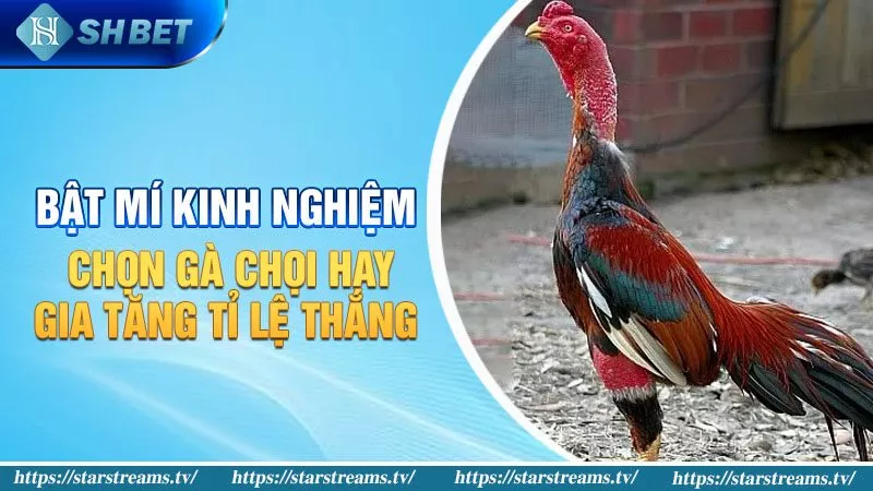 Lý do chọn chơi bài ba lá tại Tdtc88 - Tdtc88