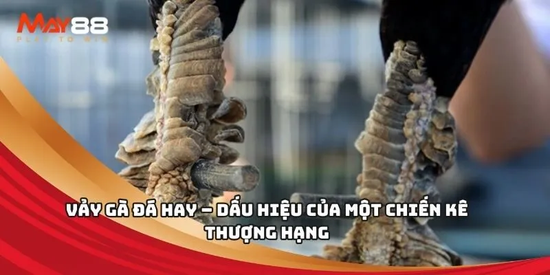 Bài viết Betway: Tại sao nên chơi? - Betway