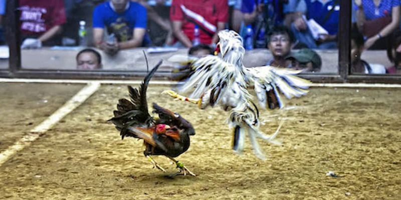 Tại sao bạn nên chơi các trò chơi bài ăn tiền thật tại Gi88? - Gi88